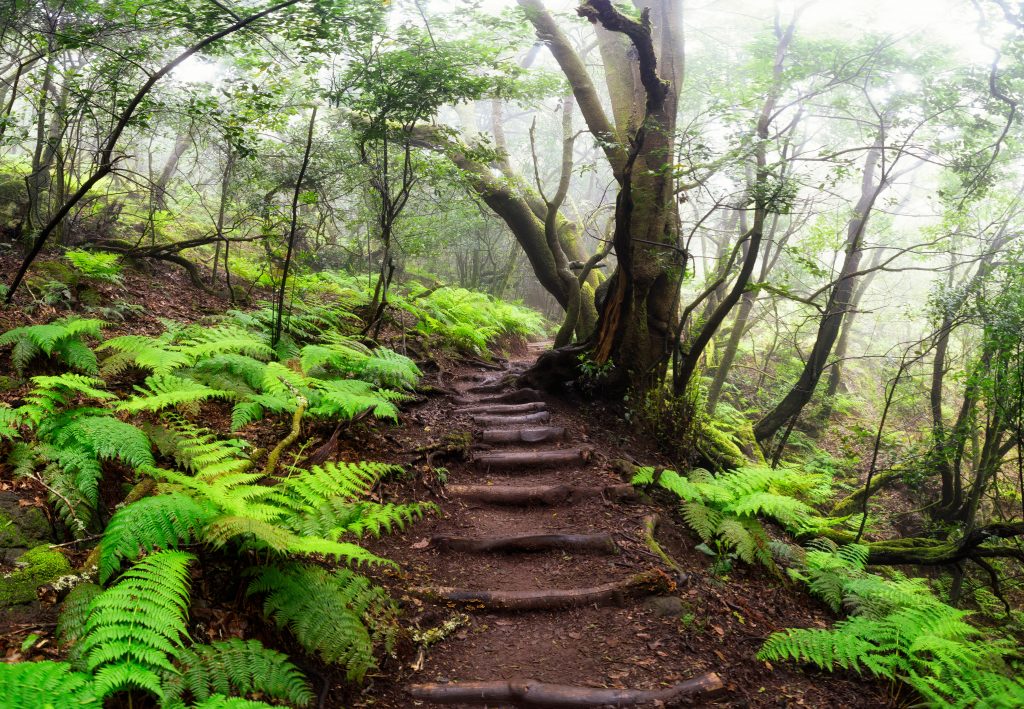 Primärwald von La Gomera – dichter Lorbeerwald im Nebel