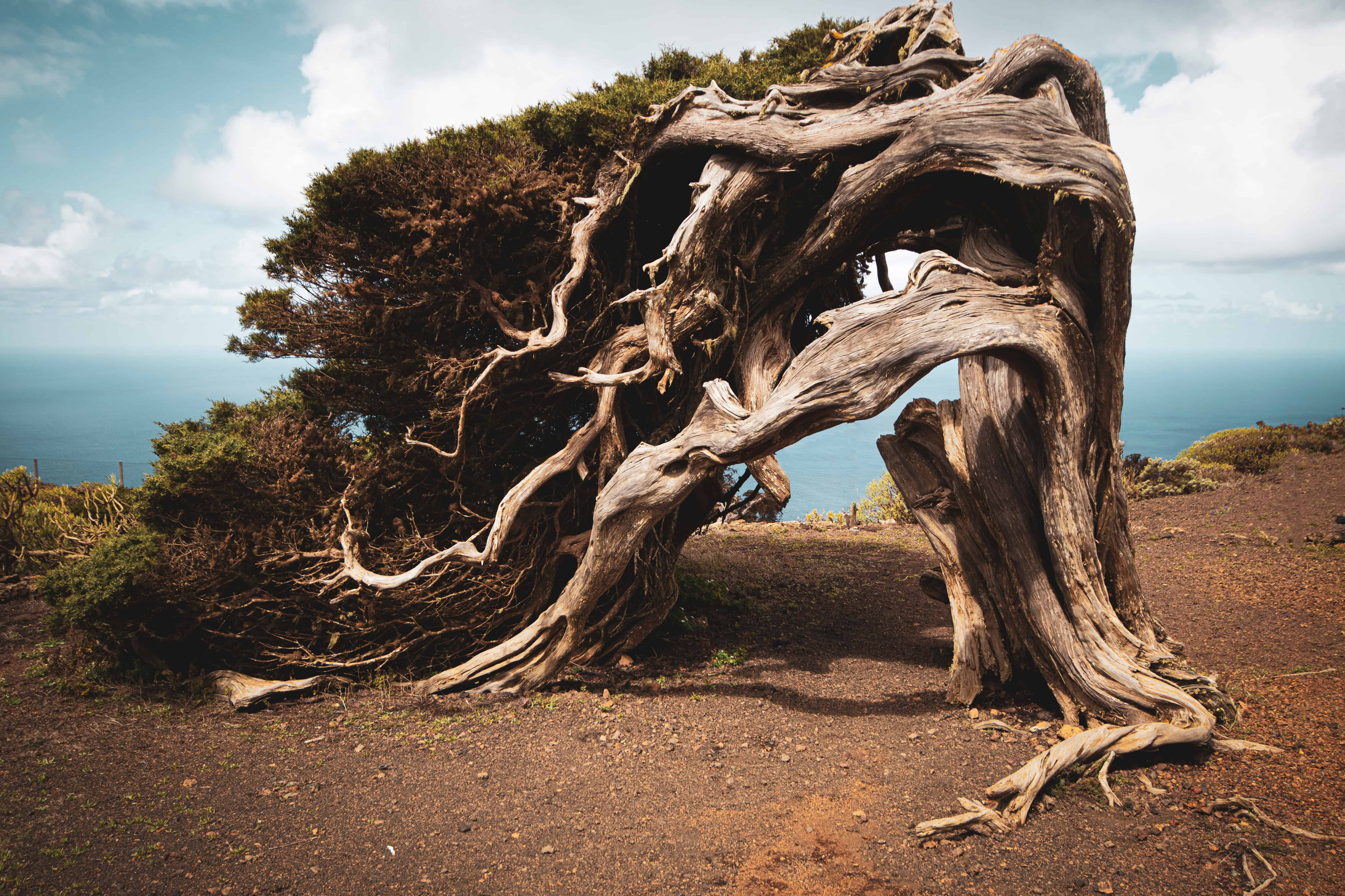 Tauchen Mar de las Calmas El Hierro