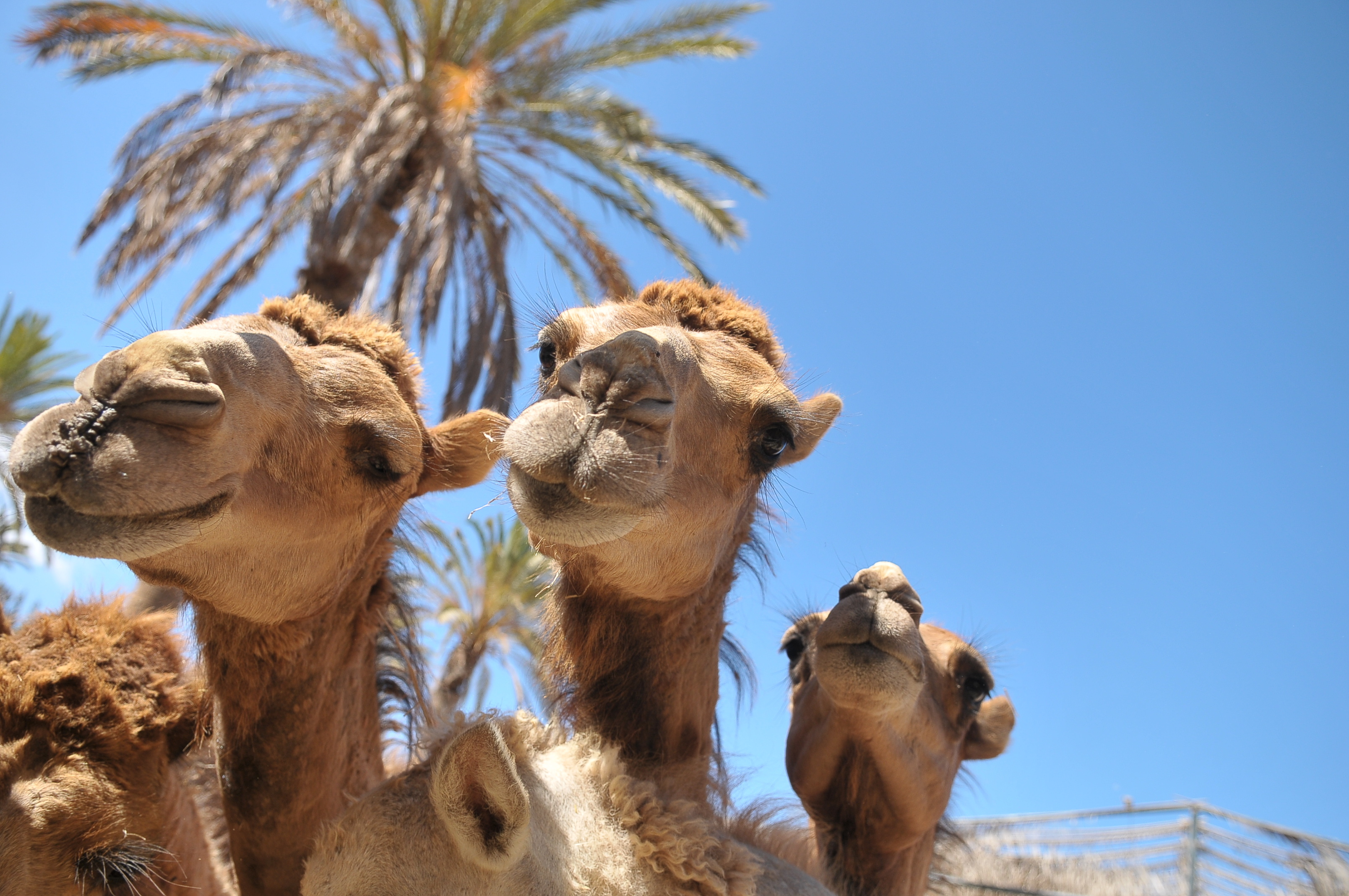 Dromedare Oasis Park Fuerteventura