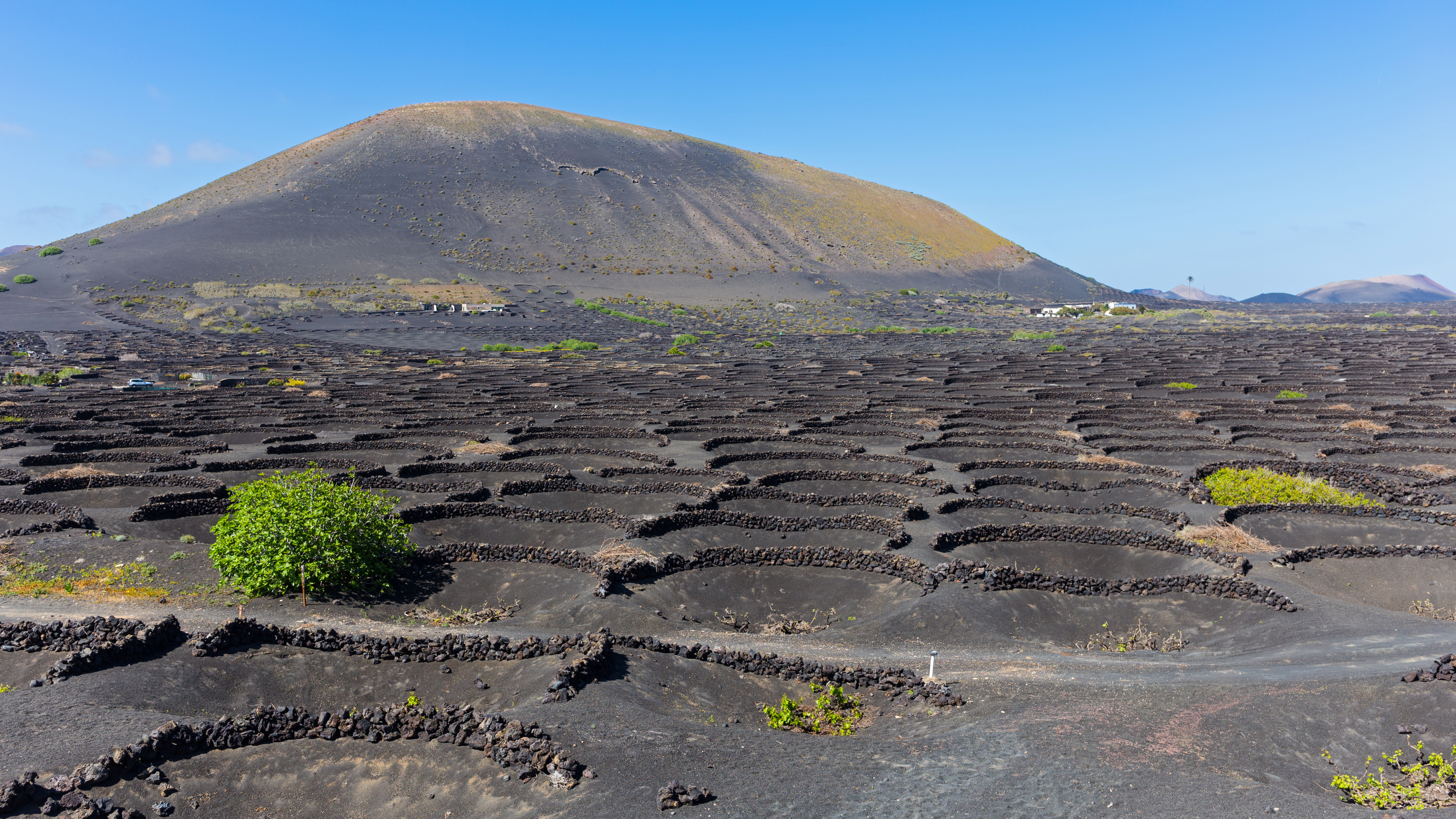 La Geria Weinanbau Lava Lanzarote